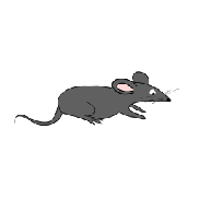 Pat the Rat